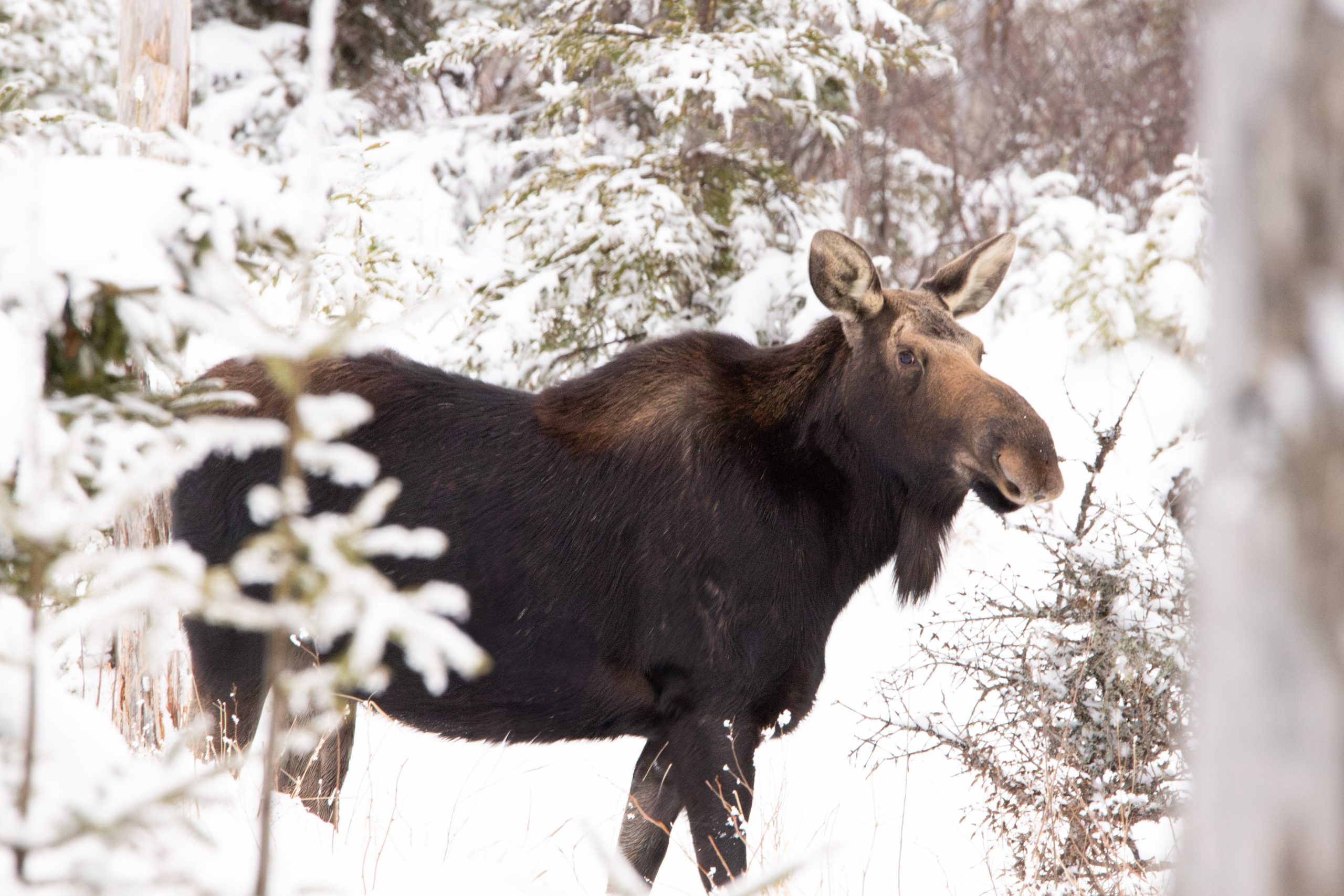 IMG_0421-Enhanced-NR