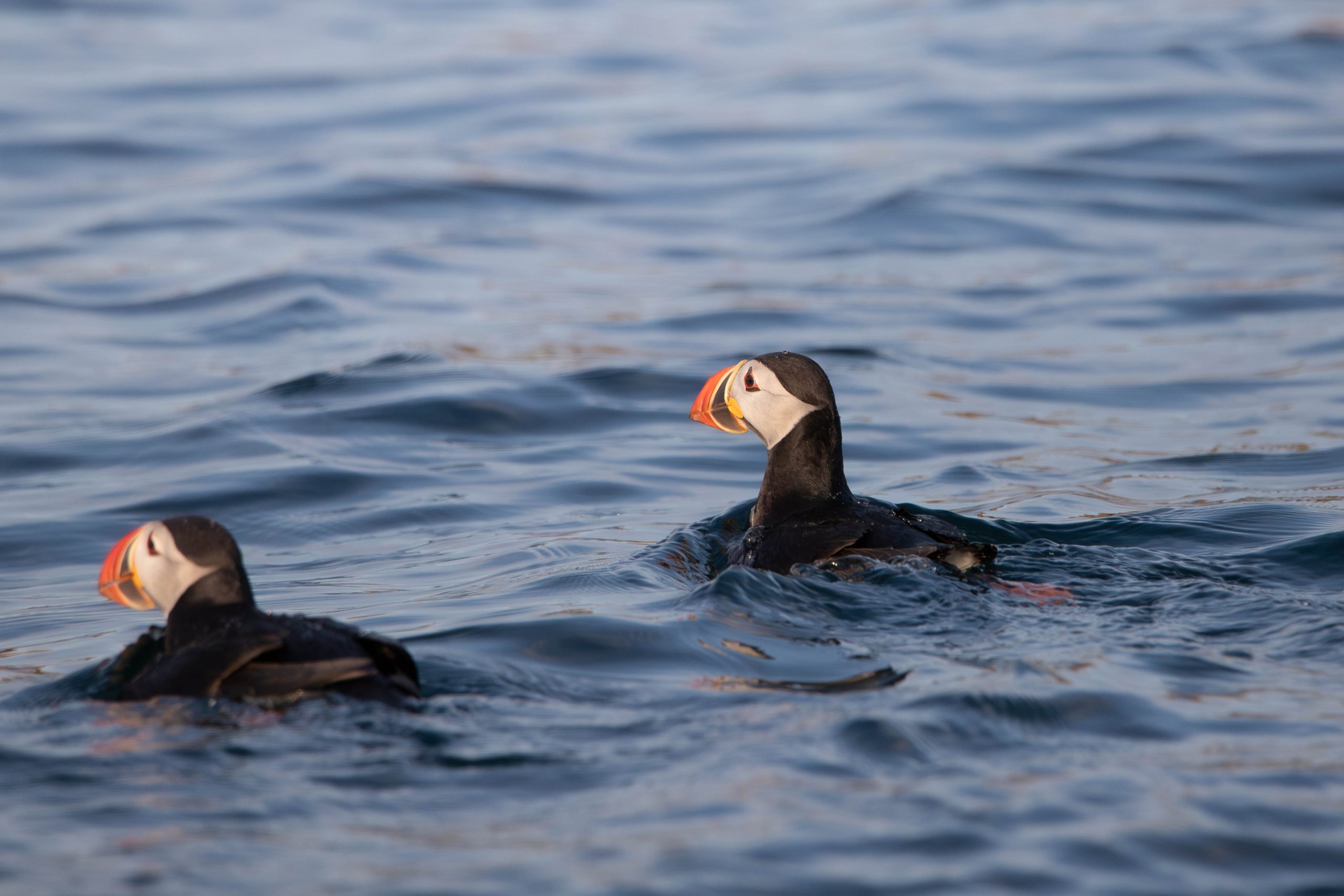 IMG_5598-Enhanced-NR